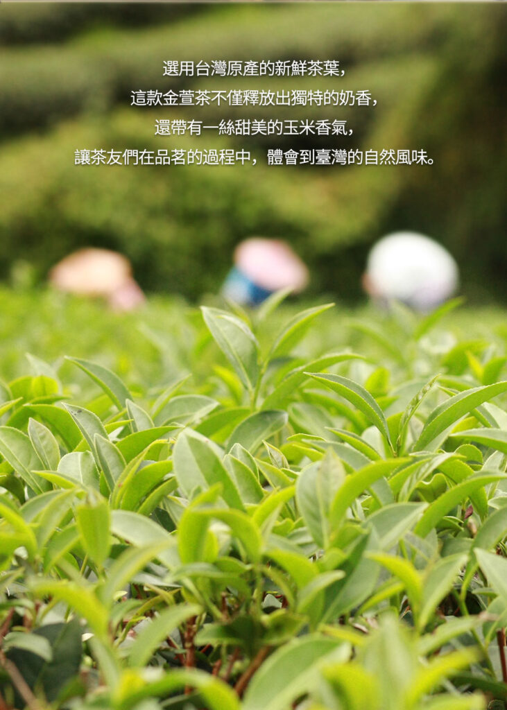歲月禮盒-金萱+桂花6
